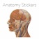 Anatomy Stickers app icon - Stickers app for iPhone