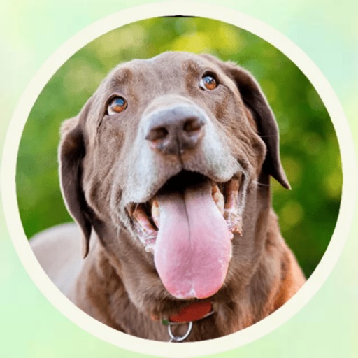 Lovely Labrador Stickers icon