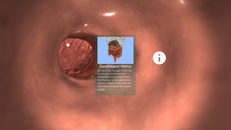 Anatomyou VR screenshot-4