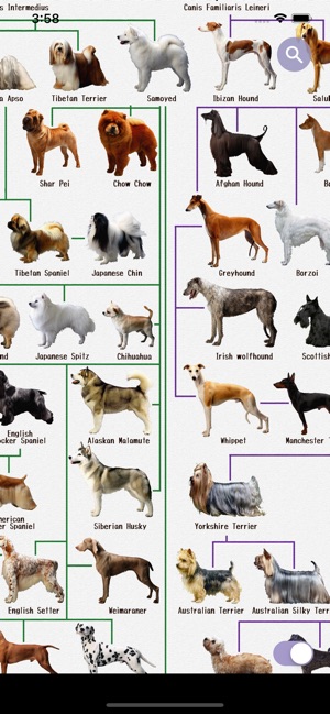 Dog Breeds - for dog lovers -(圖1)-速報App