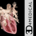 Heart Pro III