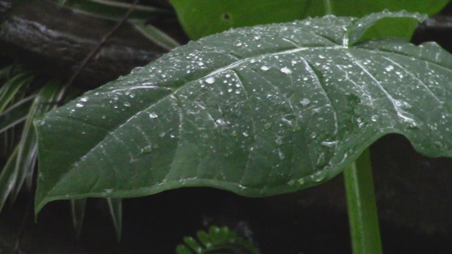 Raining Garden(圖3)-速報App