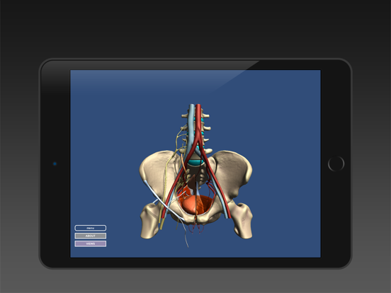 Screenshot #4 pour Anatomy of the Male Pelvis