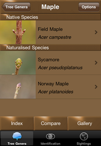 Winter Tree Id - British Isles - náhled