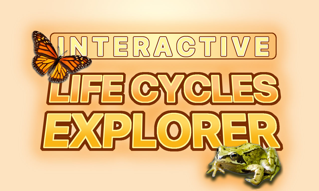 Interactive Life Cycles