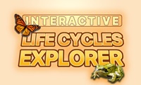 Interactive Life Cycles