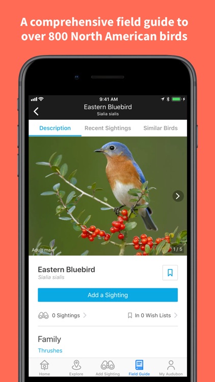Audubon Bird Guide