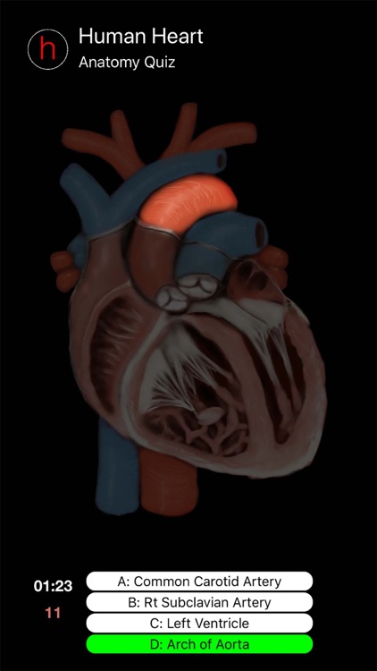 Human Heart Anatomy Quiz