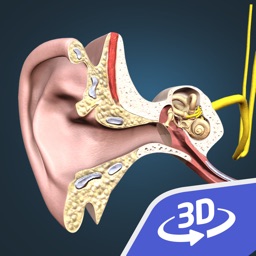 The mechanism of hearing 3D