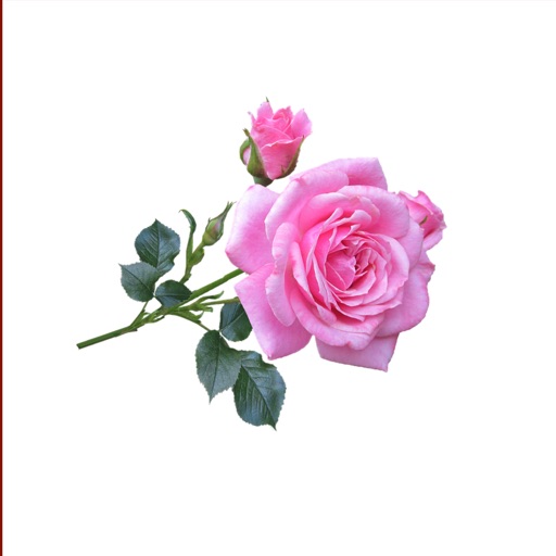 Roses Stickers
