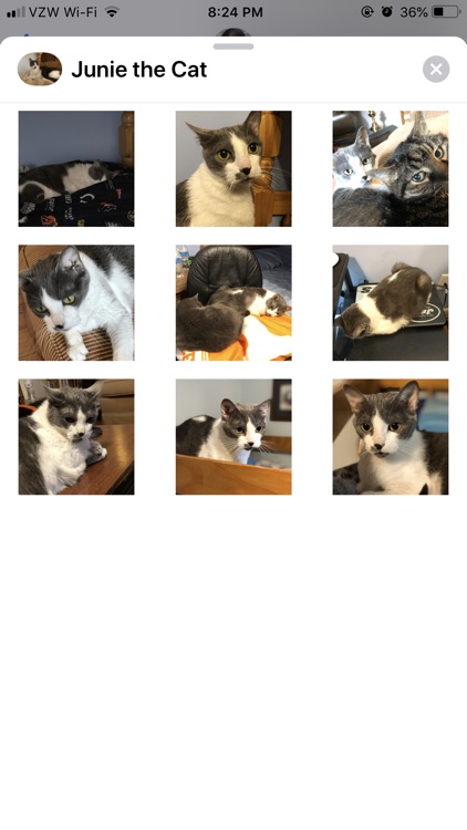 Junie the Cat