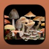 FunKey: Key to Agarics of Australia icon