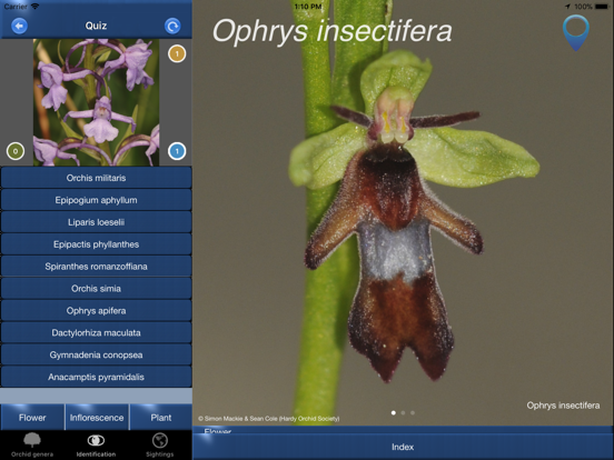 Orchid Id - British Orchidsのおすすめ画像4