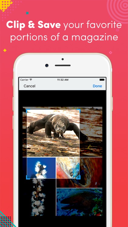 Saffron - The Society Insider