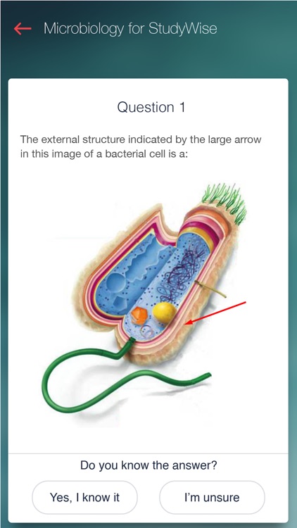 StudyWise Microbiology
