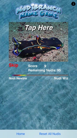 Nudibranchs(圖4)-速報App