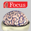 NEUROANATOMY - Digital Anatomy - Focus Medica