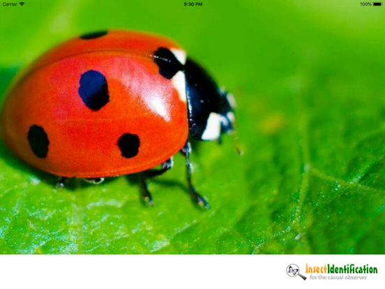 Screenshot #4 pour InsectSnap - Insect Identifier