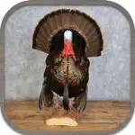 Turkey Hunting Call App Cancel