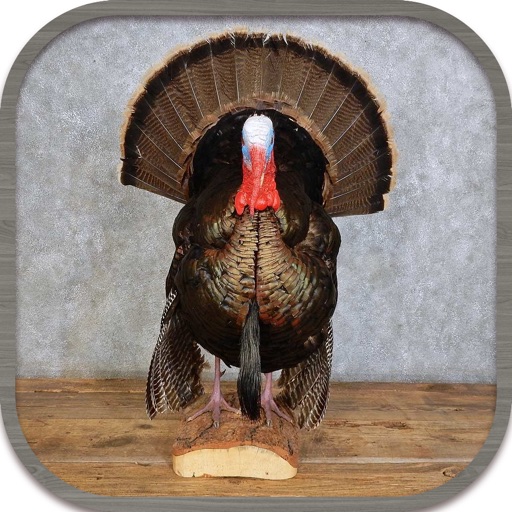 Turkey Hunting Call icon