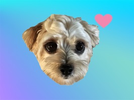Mozzi Sticker Pack is an AWESOME way to improve your iMessage conversations on iOS