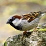 Get Sparrow Sounds for iOS, iPhone, iPad Aso Report