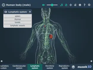 Screenshot 5 Human body (male) 3D iphone