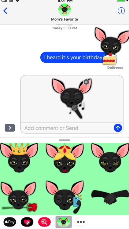 Black Chihuahua