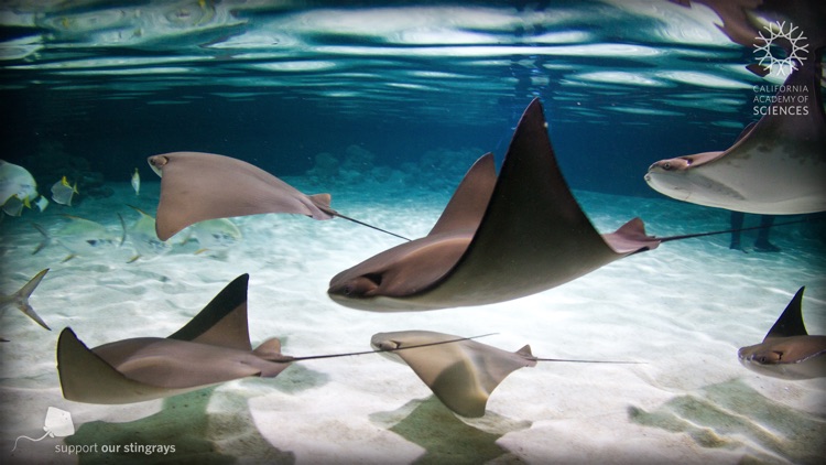 Stingrays Live