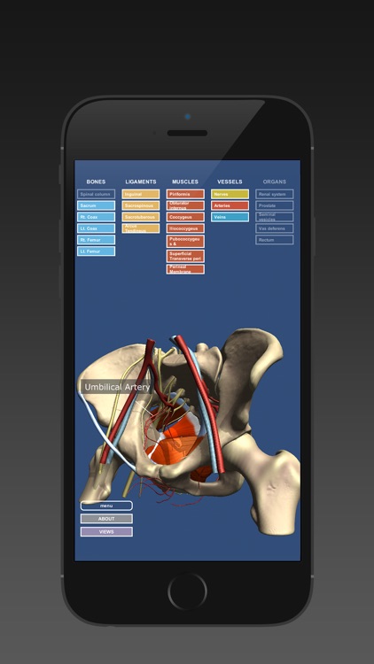 Anatomy of the Male Pelvis screenshot-3