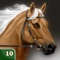 My Horse Life - download and enjoy our Interactive Horses Game
