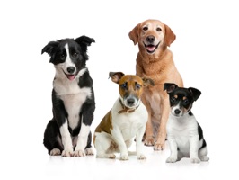 Voici enfin d'incroyables autocollants des plus beaux chiens de France dans votre iPhone