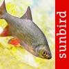 Fish Id - Freshwater Fish UK