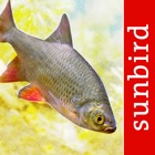 Fish Id - Freshwater Fish UK