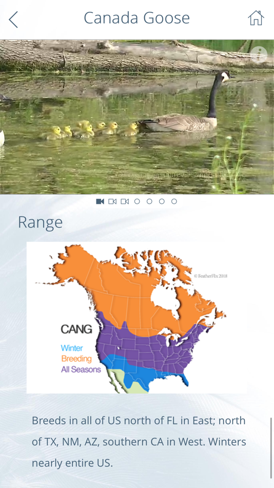 #4. FeatherFlix (iOS) By: Michael Godfrey