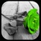 Picture Splash, is a application that lets users to make very nice photos with selective colorization effects popularly known as color splash