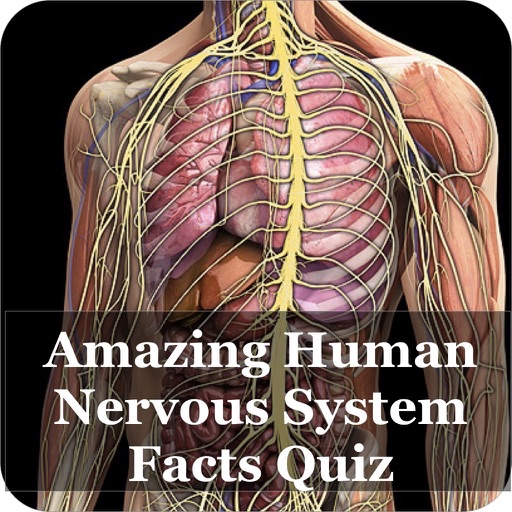 Nervous System Facts Quiz 3000 Icon