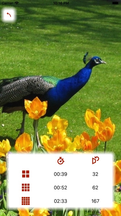 Animal Pexeso screenshot-4