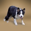 Border Collie Rescue Italia