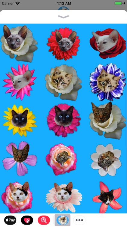 Kitty Bouquet