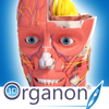 3D Organon Anatomy apk