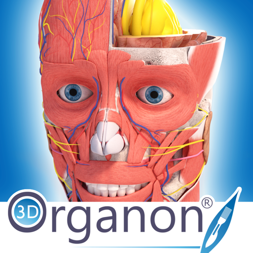 3D Organon Anatomy