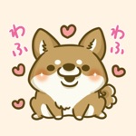 japanese shiba-inu with you