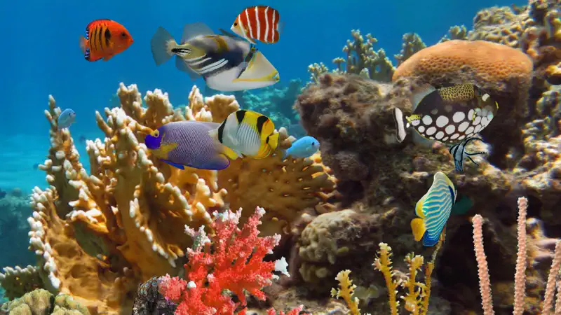 MyReef 3D Aquarium 2 HD screenshot 2 of 5