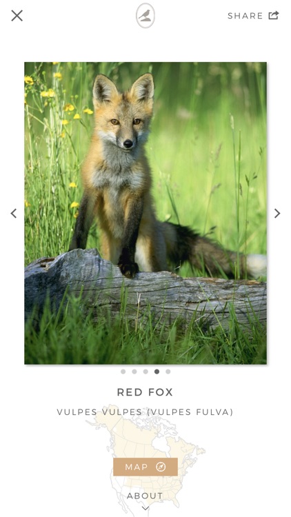 Fieldstone Guide: Mammals