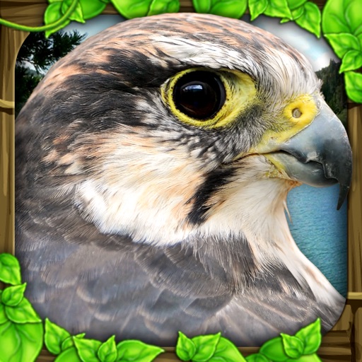 Falcon Simulator Icon