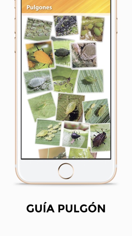 GUÍA PULGÓN