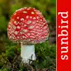 Mushroom Id North America contact information