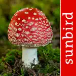 Mushroom Id North America App Cancel