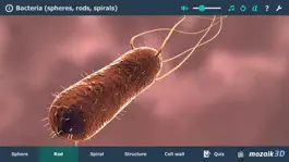 Game screenshot Bacteria 3D apk
